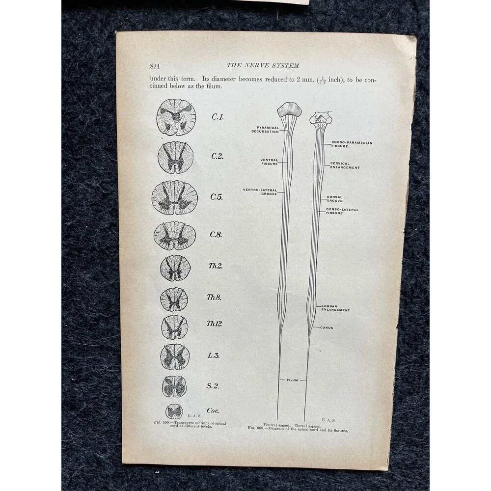 Original 1913 Anatomy Pages of Human Body, Anatomy Physiology Textbook Gifts, T